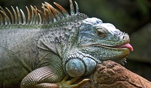 Preview wallpaper iguana, lizard, jungle, reptile