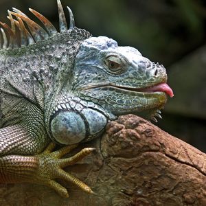 Preview wallpaper iguana, lizard, jungle, reptile