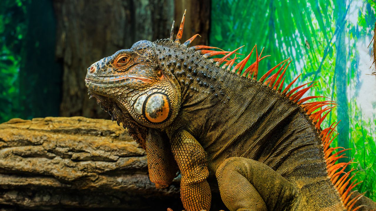 Wallpaper iguana, lizard, reptile, animal
