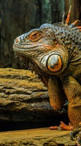 Preview wallpaper iguana, lizard, reptile, animal