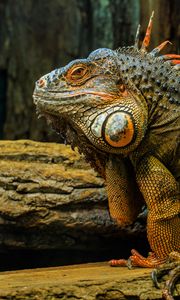 Preview wallpaper iguana, lizard, reptile, animal