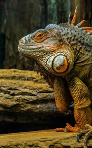 Preview wallpaper iguana, lizard, reptile, animal