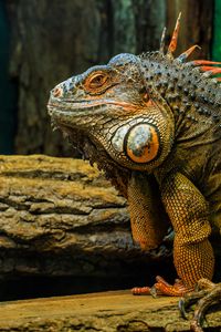 Preview wallpaper iguana, lizard, reptile, animal