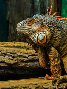 Preview wallpaper iguana, lizard, reptile, animal