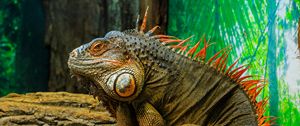 Preview wallpaper iguana, lizard, reptile, animal