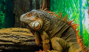 Preview wallpaper iguana, lizard, reptile, animal