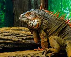 Preview wallpaper iguana, lizard, reptile, animal