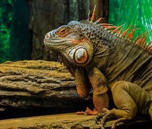 Preview wallpaper iguana, lizard, reptile, animal