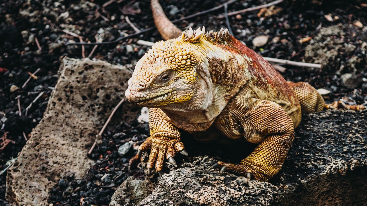 Wallpaper iguana, lizard, reptile, stones