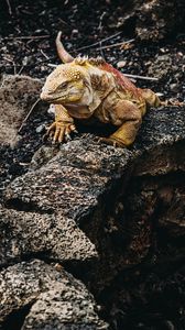 Preview wallpaper iguana, lizard, reptile, stones