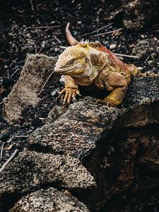 Preview wallpaper iguana, lizard, reptile, stones