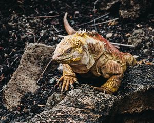 Preview wallpaper iguana, lizard, reptile, stones