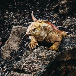 Preview wallpaper iguana, lizard, reptile, stones