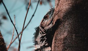 Preview wallpaper iguana, lizard, reptile, scales, tree