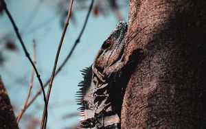 Preview wallpaper iguana, lizard, reptile, scales, tree