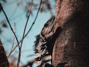 Preview wallpaper iguana, lizard, reptile, scales, tree