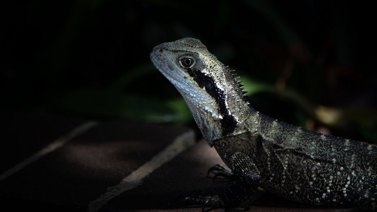 Wallpaper iguana, lizard, reptile, dark