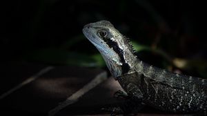 Preview wallpaper iguana, lizard, reptile, dark