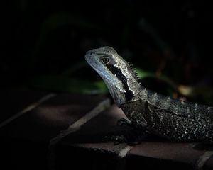 Preview wallpaper iguana, lizard, reptile, dark