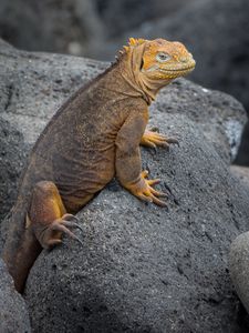 Preview wallpaper iguana, lizard, reptile, squama, stones