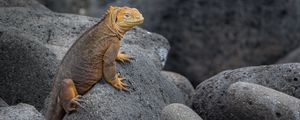 Preview wallpaper iguana, lizard, reptile, squama, stones