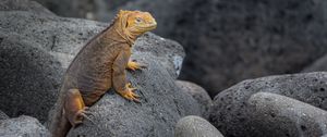 Preview wallpaper iguana, lizard, reptile, squama, stones