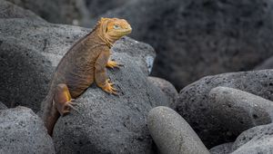 Preview wallpaper iguana, lizard, reptile, squama, stones