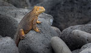 Preview wallpaper iguana, lizard, reptile, squama, stones