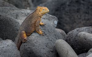 Preview wallpaper iguana, lizard, reptile, squama, stones