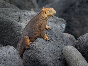 Preview wallpaper iguana, lizard, reptile, squama, stones