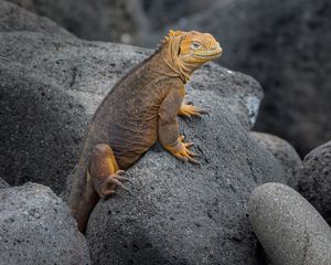 Preview wallpaper iguana, lizard, reptile, squama, stones