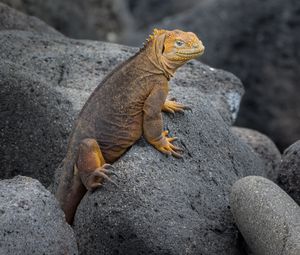 Preview wallpaper iguana, lizard, reptile, squama, stones