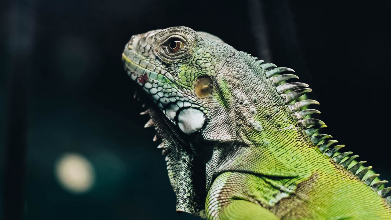 Wallpaper iguana, lizard, reptile, green