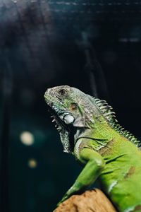 Preview wallpaper iguana, lizard, reptile, green