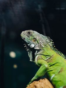 Preview wallpaper iguana, lizard, reptile, green