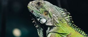 Preview wallpaper iguana, lizard, reptile, green