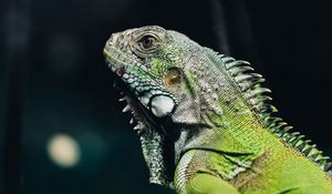 Preview wallpaper iguana, lizard, reptile, green