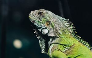 Preview wallpaper iguana, lizard, reptile, green