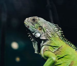 Preview wallpaper iguana, lizard, reptile, green