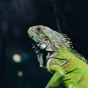 Preview wallpaper iguana, lizard, reptile, green