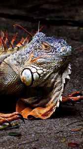 Preview wallpaper iguana, lizard, reptile