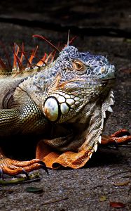 Preview wallpaper iguana, lizard, reptile