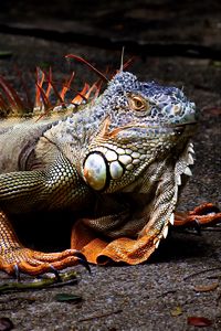 Preview wallpaper iguana, lizard, reptile