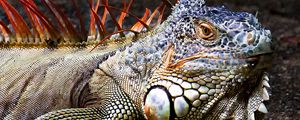 Preview wallpaper iguana, lizard, reptile