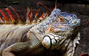 Preview wallpaper iguana, lizard, reptile