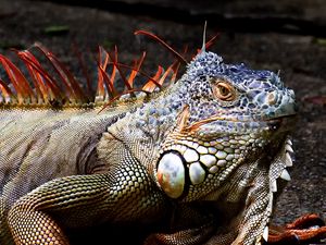 Preview wallpaper iguana, lizard, reptile