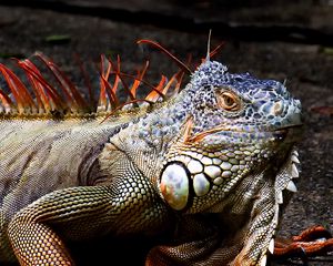 Preview wallpaper iguana, lizard, reptile