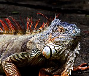 Preview wallpaper iguana, lizard, reptile