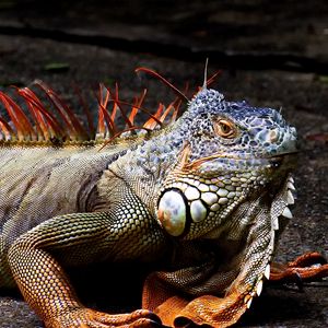 Preview wallpaper iguana, lizard, reptile