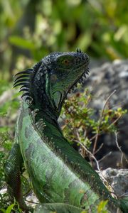 Preview wallpaper iguana, lizard, reptile, glance, green